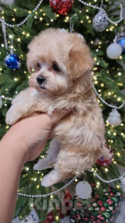 Собаки в Москве: Супер мини Мальтипу  Девочка, 120 000 руб. - фото 2