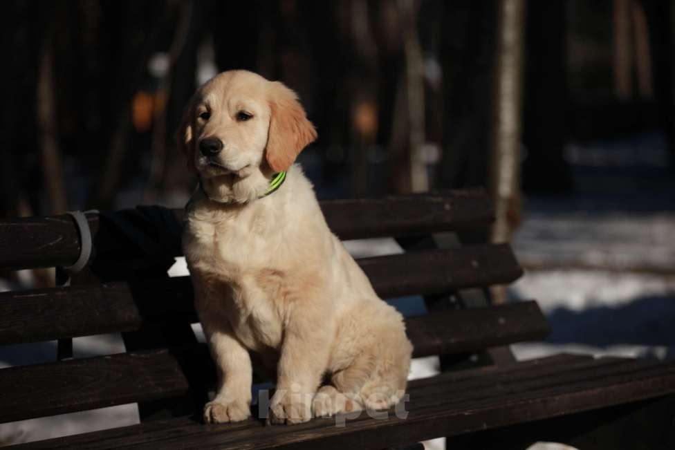 Собаки в Москве: Щенки золотистого ретривера  Девочка, 50 000 руб. - фото 10
