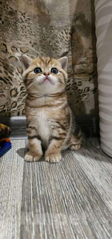 Кошки в Балашихе: Прямоухий малыш Мальчик, 30 000 руб. - фото 3