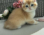 Кошки в Владивостоке: Котенок британской породы Мальчик, 90 000 руб. - фото 1