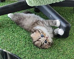 Кошки в Тюмени: Шотландская вислоухая Девочка, 25 000 руб. - фото 6