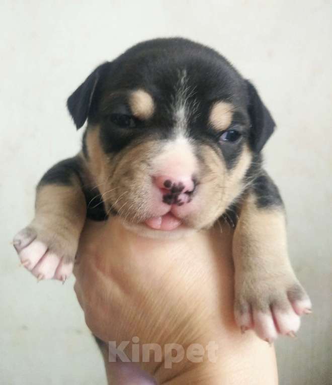 Собаки в Артеме: Булли Мальчик, 180 000 руб. - фото 2