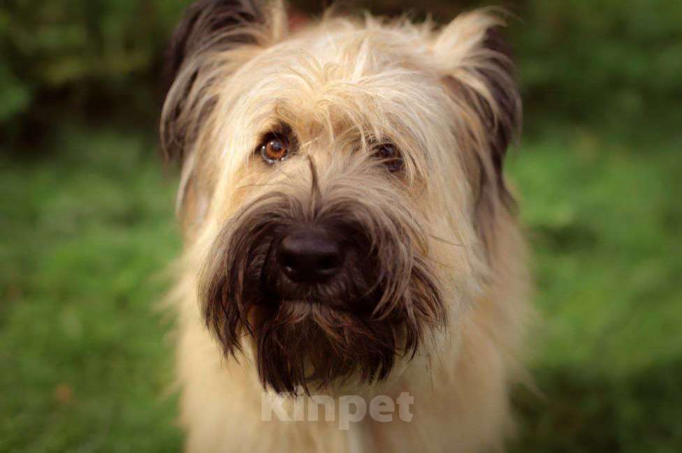 Собаки в Москве: Прекрасная бриарка в добрые руки Девочка, 100 руб. - фото 1