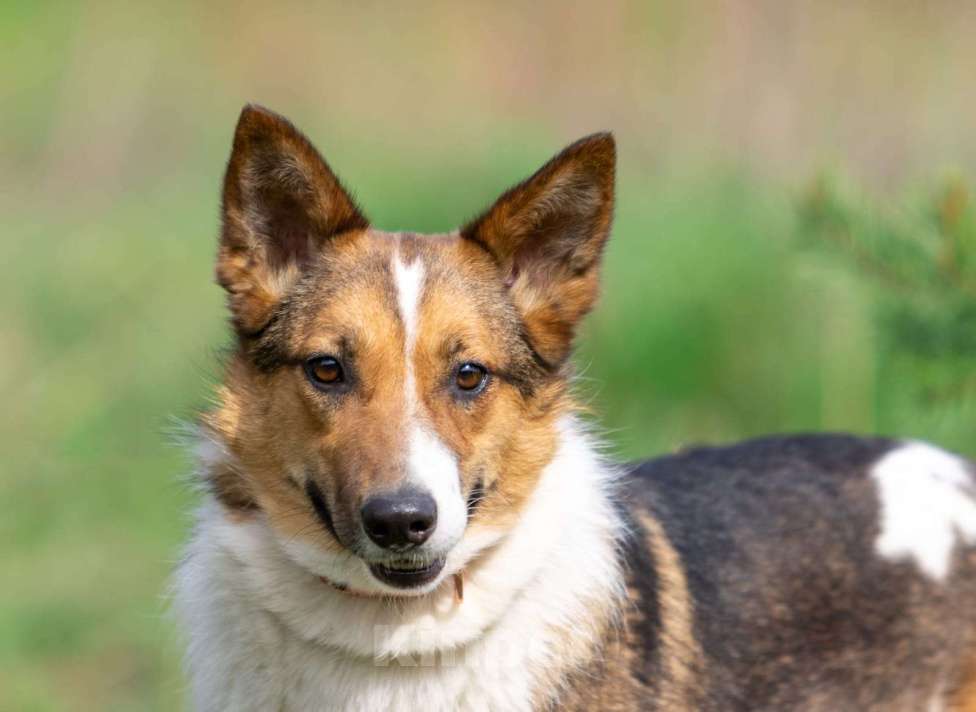 Собаки в Москве: Нежная и миниатюрная девочка Жужа ищет дом Девочка, 1 руб. - фото 2