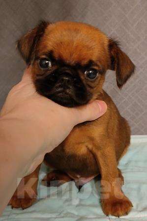 Собаки в Москве: брабансон малыш рыженький Мальчик, 45 000 руб. - фото 3