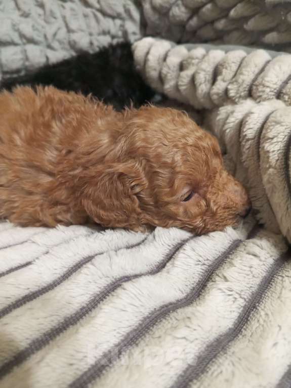 Собаки в Саратове: Продам щенков пуделя  миниатюрного Девочка, 28 руб. - фото 4