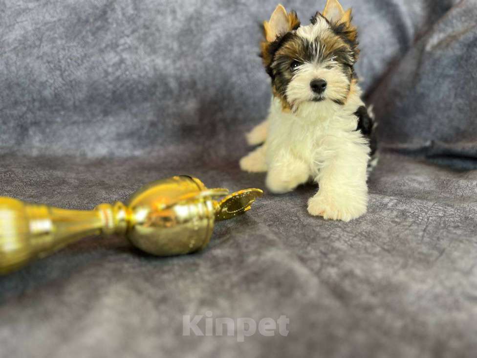 Собаки в Вологде: Игривый щенок бивер терьера Нэо. Предлагается в качестве друга, компаньона, члена семьи.  Мальчик, 50 000 руб. - фото 3