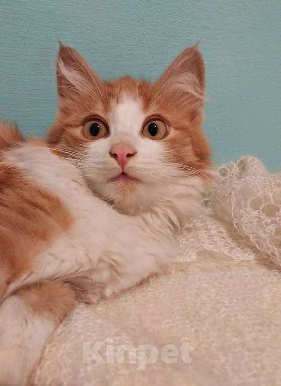 Кошки в Москве: Петя ищет себе уютный дом. Мальчик, Бесплатно - фото 2