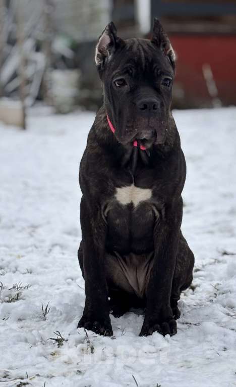 Собаки в других городах Московской области: Тигровая девочка Кане Корсо Девочка, 70 000 руб. - фото 2