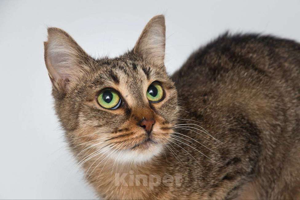 Кошки в Москве: Кошка Девочка, Бесплатно - фото 5