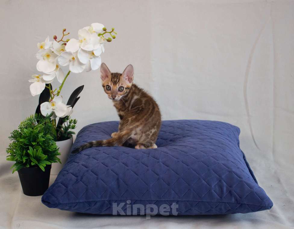 Кошки в Санкт-Петербурге: Бенгальские котята Мальчик, 50 000 руб. - фото 9