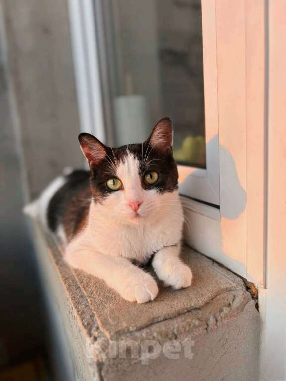 Кошки в Балашихе: Пастила Девочка, Бесплатно - фото 3