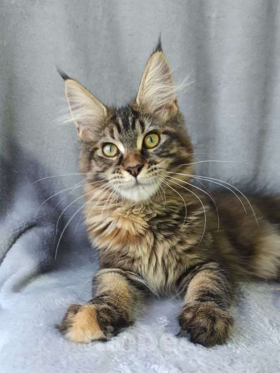 Кошки в Анапе: Черепашка Мейн-кун Девочка, 20 000 руб. - фото 3