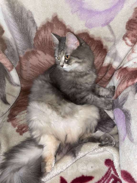 Кошки в Чапаевске: Пропала кошечка Девочка, 3 000 руб. - фото 2