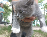 Кошки в Воронеже: Отдам котёнка в добрые руки Девочка, Бесплатно - фото 1