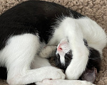 Кошки в Кудрово: Котенок девочка Ширли в добрые руки Девочка, Бесплатно - фото 3