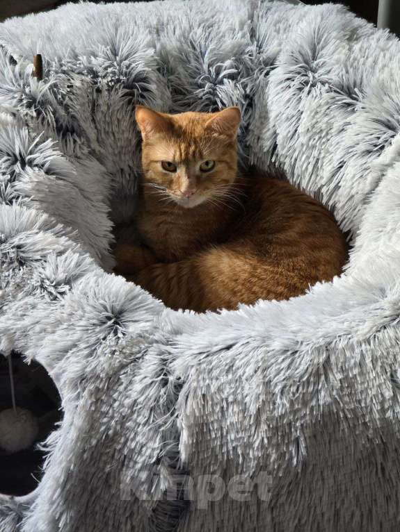 Кошки в Москве: кот Апероль ищет дом Мальчик, Бесплатно - фото 2