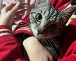 Кошки в Рязани: Уличная кошечка Девочка, Бесплатно - фото 1