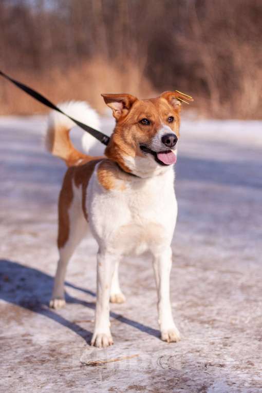 Собаки в Балашихе: Мэгги — харизматичная и умная собачка! Девочка, Бесплатно - фото 5