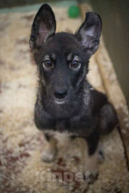 Собаки в Москве: Щенок-овчаренок Дейл в добрые руки Мальчик, Бесплатно - фото 2