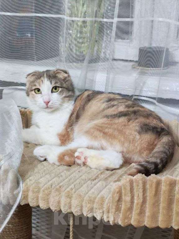 Кошки в Москве: Вислоухая кошечка ищет дом Девочка, Бесплатно - фото 2