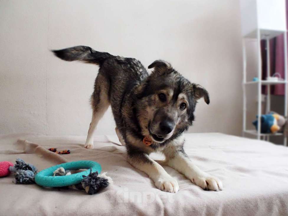 Собаки в других городах Пермского края: Сладкая Папайя в добрые руки Девочка, Бесплатно - фото 3