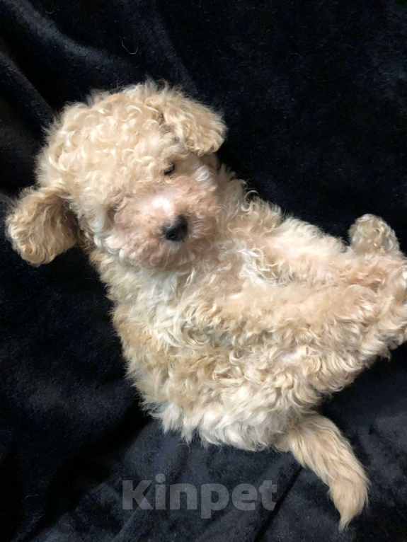 Собаки в Москве: Той пудель мальчик Мальчик, 45 000 руб. - фото 1