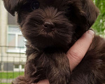 Собаки в Санкт-Петербурге: Мальчик, шоколадного окраса, родился 14.03.23, стандарт, документы от ав Мальчик, 60 000 руб. - фото 1