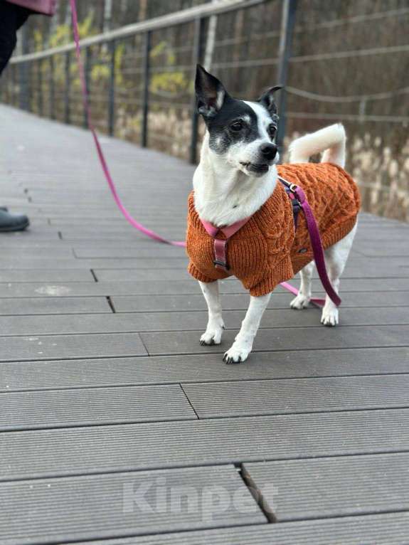 Собаки в Москве: 🏡 Ищем дом для леди 🐾 Девочка, Бесплатно - фото 2