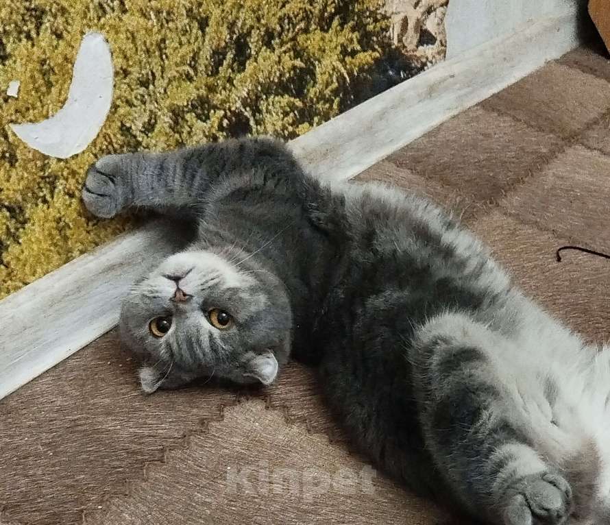 Кошки в Тольятти: Британец вислоухий Мальчик, Бесплатно - фото 2