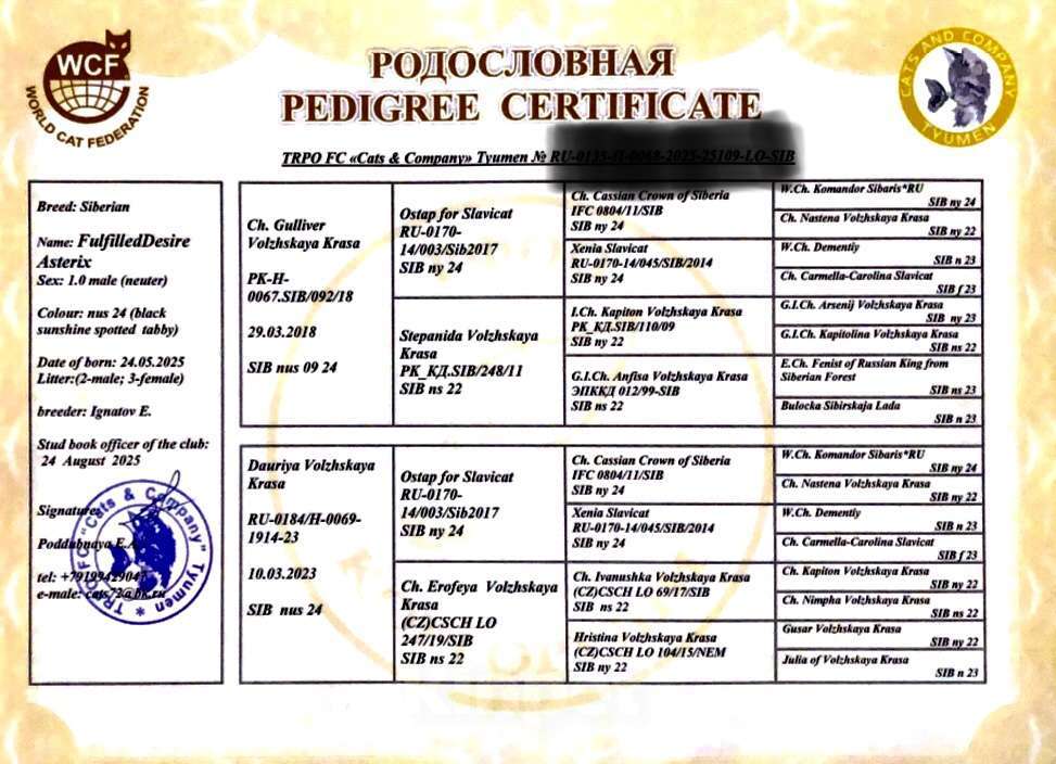 Кошки в Тюмени: Сибирский котёнок Мальчик, 50 000 руб. - фото 8