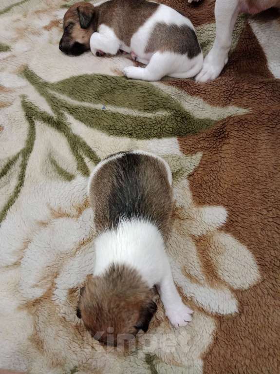 Собаки в Тольятти: Джек Рассел терьер  Девочка, 20 000 руб. - фото 5