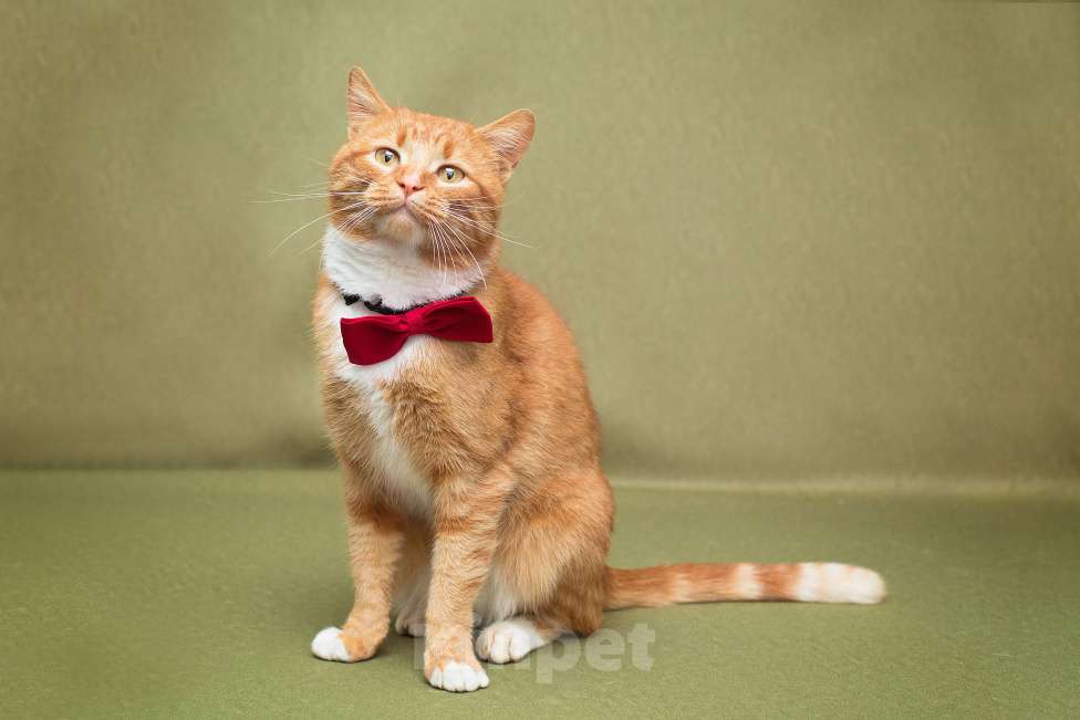 Кошки в Москве: Рыжий и обаятельный молодой кот Девочка, Бесплатно - фото 3