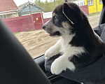 Собаки в Москве: Корги Девочка, Бесплатно - фото 1
