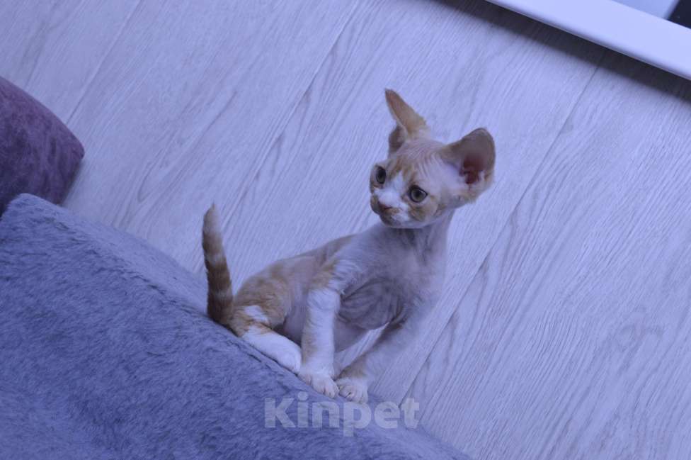 Кошки в Подольске: Котенок девоненок Мальчик, Бесплатно - фото 1