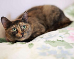 Кошки в Москве: Кошка для уюта Муся Девочка, Бесплатно - фото 1