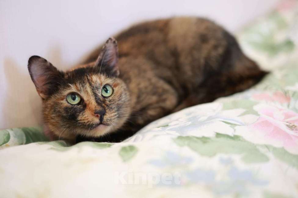 Кошки в Москве: Кошка для уюта Муся Девочка, Бесплатно - фото 1