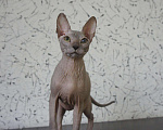 Кошки в Усинске: Котик Донской сфинкс, 4 000 руб. - фото 3