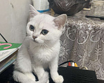 Кошки в Нытве: Котёнок девочка Девочка, 6 000 руб. - фото 1