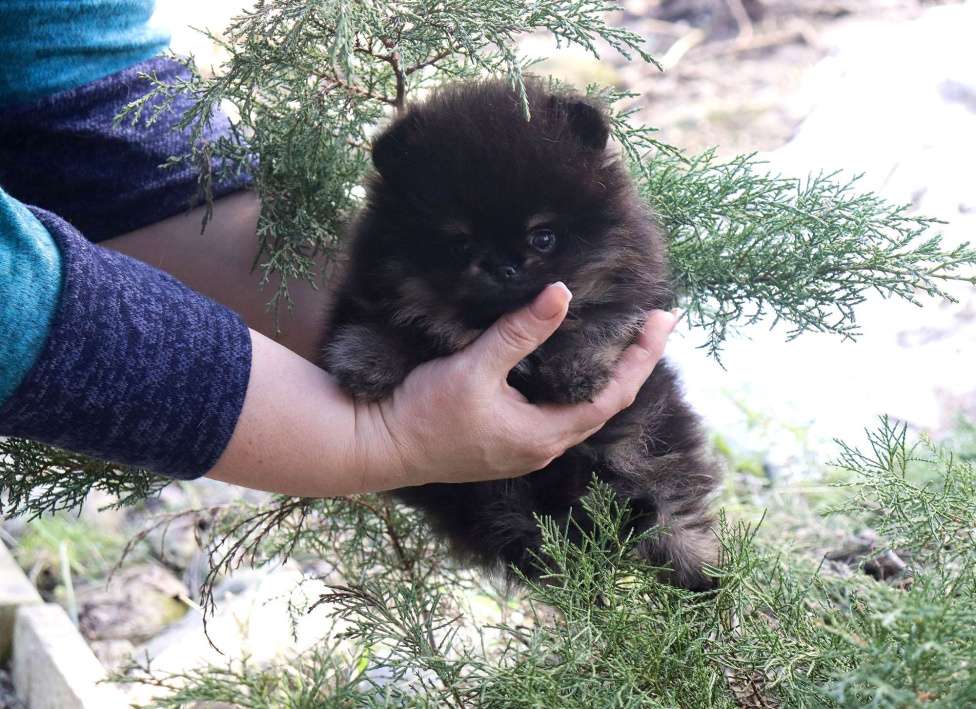 Собаки в Москве: Крошка шпиц. Бэби-Фэйс 👍 Мальчик, 75 000 руб. - фото 7