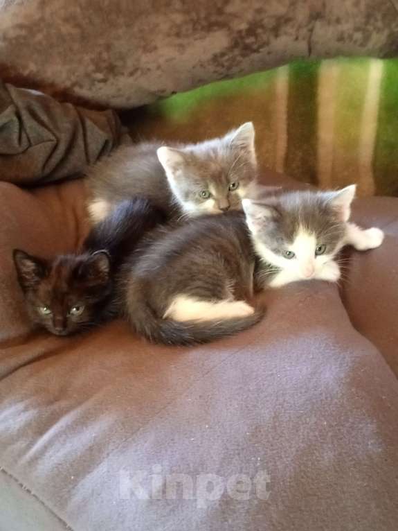 Кошки в Тамбове: В добрые руки Мальчик, Бесплатно - фото 3