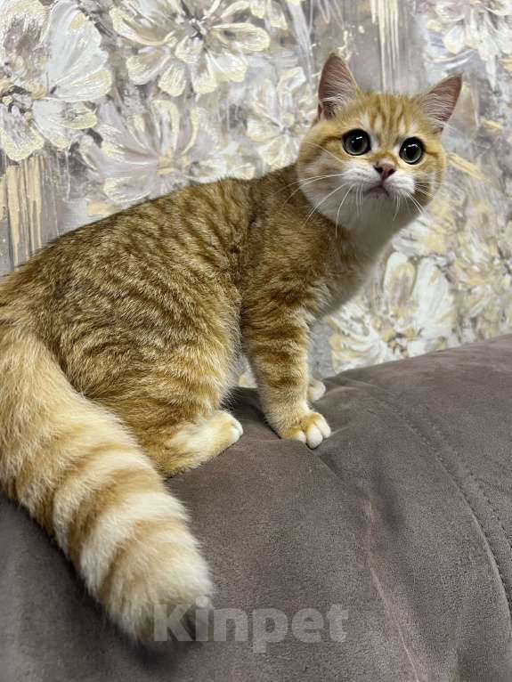 Кошки в Санкт-Петербурге: Британский котенок Мальчик, 45 000 руб. - фото 5