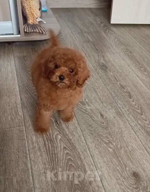 Собаки в Новосибирске: Той пудельки Девочка, 90 000 руб. - фото 2