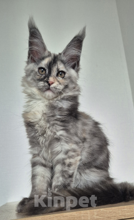 Кошки в Санкт-Петербурге: Мейн-кун девочки черепашки  Девочка, 50 000 руб. - фото 3