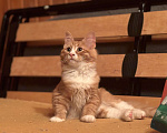 Кошки в Москве: Котенок Рыжик Мальчик, Бесплатно - фото 2