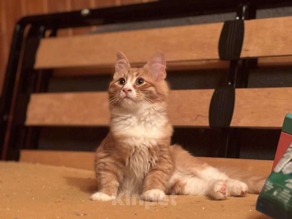 Кошки в Москве: Котенок Рыжик Мальчик, Бесплатно - фото 2