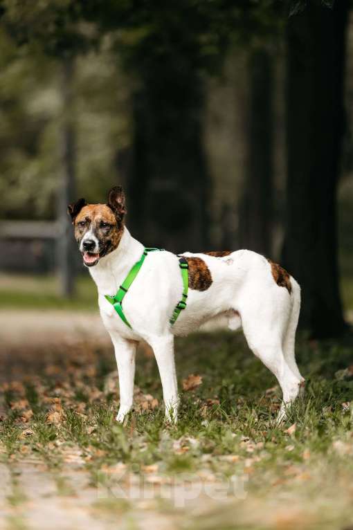Собаки в Москве: Трогательный собакен ищет дом Мальчик, Бесплатно - фото 2
