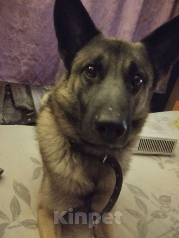 Собаки в других городах Ленинградской области: Стойкий но мягкий Мальчик, Бесплатно - фото 4