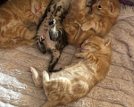 Кошки в Симферополе: Отдаю в добрые руки котят Мальчик, Бесплатно - фото 6