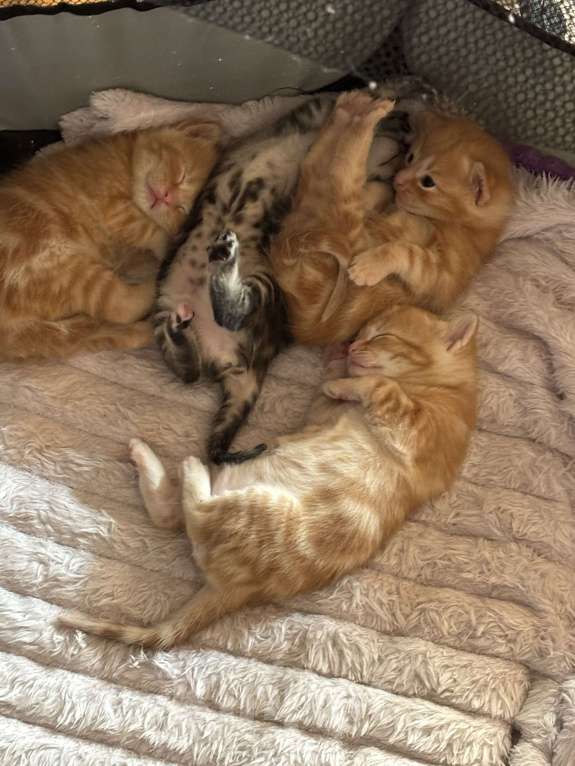 Кошки в Симферополе: Отдаю в добрые руки котят Мальчик, Бесплатно - фото 6